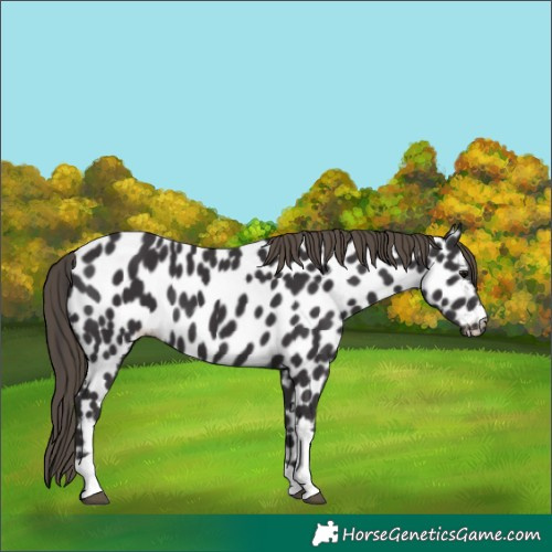 Horse Color:Smoky Black Tobiano Appaloosa 