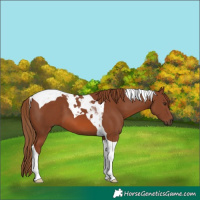 Horse Color:Chestnut Tobiano