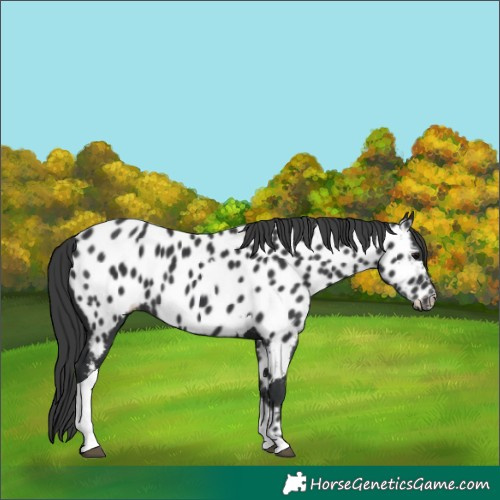 Horse Color:Black Tobiano Near Leopard