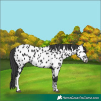 Horse Color:Black Tobiano Near Leopard