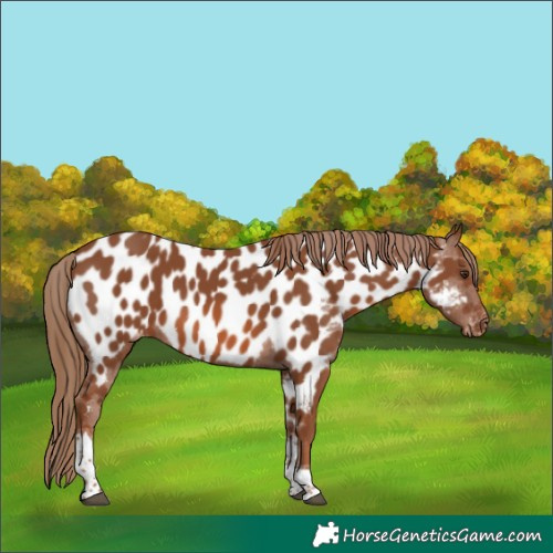 Horse Color:Chestnut Tobiano Appaloosa 