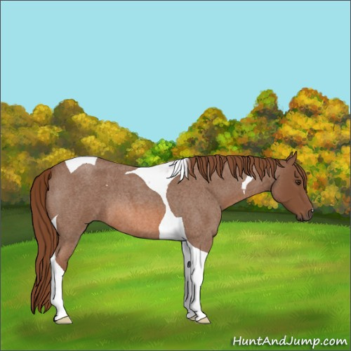 Horse Color:Red Roan Tobiano