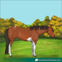 Horse Color:Bay Tobiano 