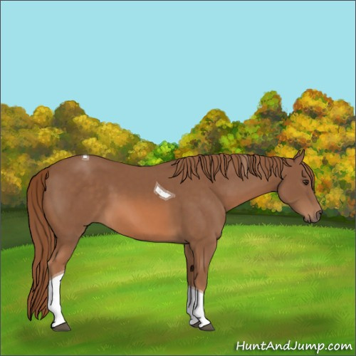 Horse Color:Chestnut Tobiano 