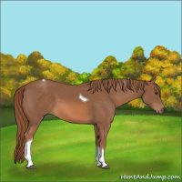Horse Color:Chestnut Tobiano