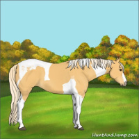 Horse Color:Palomino Tobiano 