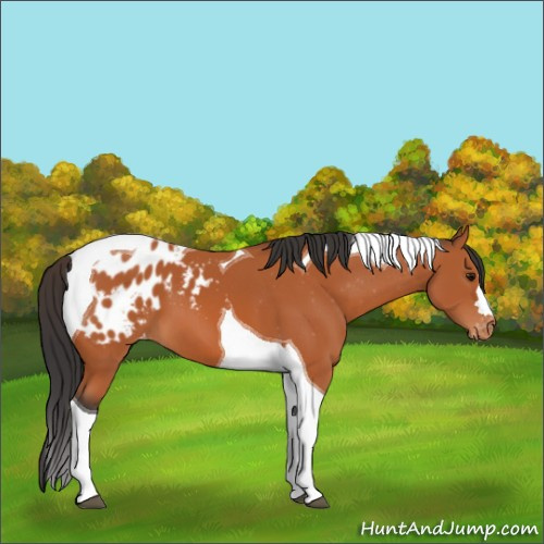 Horse Color:Bay Tobiano Appaloosa 