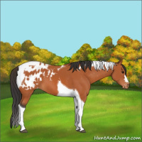 Horse Color:Bay Tobiano Appaloosa 