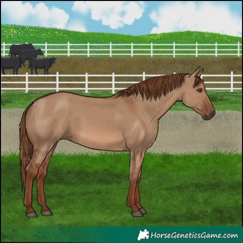 Horse Color:Red Dun 