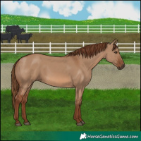 Horse Color:Red Dun 