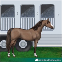 Horse Color:Liver Red Dun 