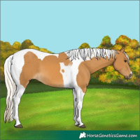 Horse Color:Palomino Tobiano 