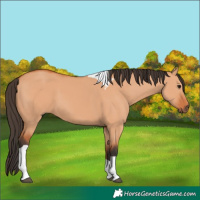 Horse Color:Bay Dun Tobiano 