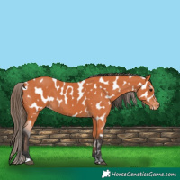 Horse Color:Bay Appaloosa 