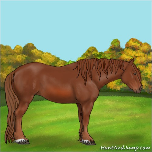 Horse Color:Chestnut 