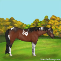 Horse Color:Gray Bay Tobiano 