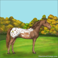 Horse Color:Chestnut Appaloosa