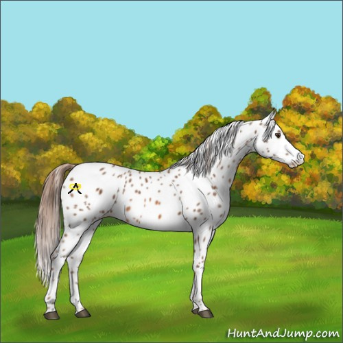 Horse Color:Chestnut Appaloosa 