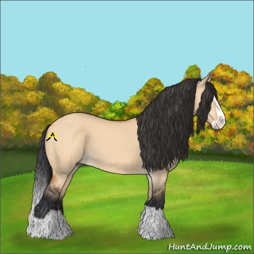 Horse Color:Bay Dun Splash 