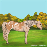 Horse Color:Chestnut Appaloosa 