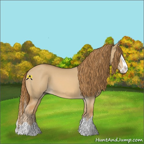 Horse Color:Red Dun Splash
