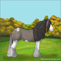 Horse Color:Grullo Splash Appaloosa 