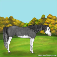 Horse Color:Blue Roan Splash 