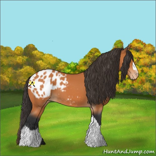 Horse Color:Bay Appaloosa 