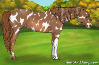 Horse Color:Chestnut Near Leopard 