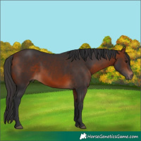 Horse Color:Bay 