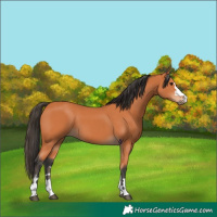 Horse Color:Bay 