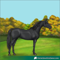 Horse Color:Black 