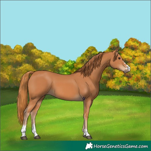 Horse Color:Chestnut 