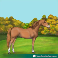 Horse Color:Chestnut 