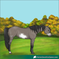 Horse Color:Grullo Sabino Frame Rabicano 