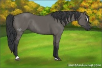 Horse Color:Grullo Sabino Rabicano