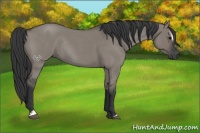 Horse Color:Grullo Roan Sabino Rabicano 