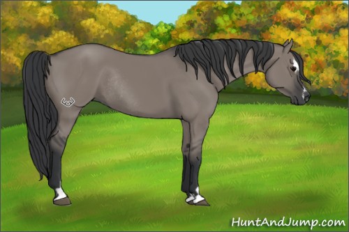 Horse Color:Grullo Sabino Rabicano 