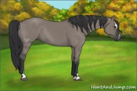 Horse Color:Grullo Sabino Rabicano