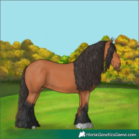 Horse Color:Bay 