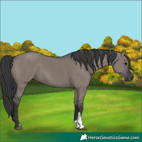 Horse Color:Grullo Sabino Rabicano 