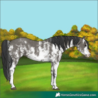 Horse Color:Grullo Sabino Rabicano 