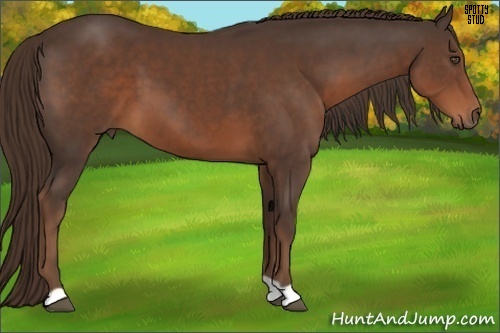Horse Color:Liver Chestnut 
