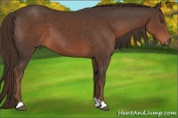 Horse Color:Liver Chestnut