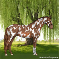 Horse Color:Chestnut Appaloosa 