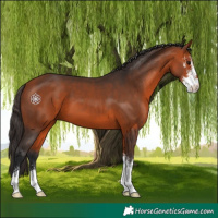 Horse Color:Bay Sabino 