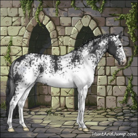 Horse Color:White Spotted Black