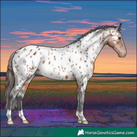 Horse Color:Brown Near Leopard Rabicano 