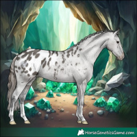 Horse Color:Grullo Appaloosa 