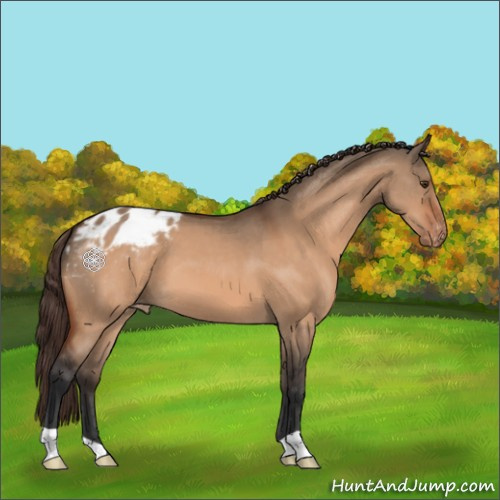 Horse Color:Brown Dun Appaloosa 